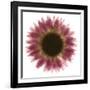 Pink Flower on White 01-Tom Quartermaine-Framed Giclee Print