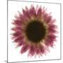 Pink Flower on White 01-Tom Quartermaine-Mounted Giclee Print