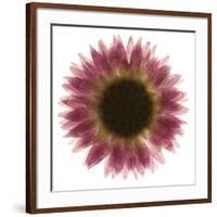 Pink Flower on White 01-Tom Quartermaine-Framed Giclee Print