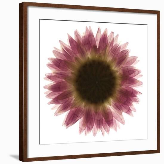 Pink Flower on White 01-Tom Quartermaine-Framed Giclee Print