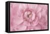 Pink Flower Petals-Cora Niele-Framed Stretched Canvas