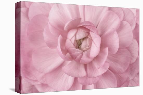 Pink Flower Petals-Cora Niele-Stretched Canvas