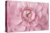 Pink Flower Petals-Cora Niele-Stretched Canvas