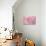 Pink Flower Petals-Cora Niele-Giclee Print displayed on a wall
