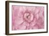 Pink Flower Petals-Cora Niele-Framed Giclee Print