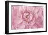 Pink Flower Petals-Cora Niele-Framed Giclee Print