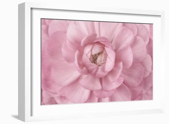 Pink Flower Petals-Cora Niele-Framed Giclee Print