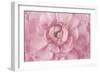 Pink Flower Petals-Cora Niele-Framed Giclee Print