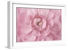 Pink Flower Petals-Cora Niele-Framed Giclee Print