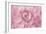 Pink Flower Petals-Cora Niele-Framed Giclee Print