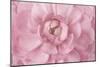 Pink Flower Petals-Cora Niele-Mounted Giclee Print