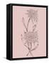 Pink Flower Sketch Illustration II-Jasmine Woods-Framed Stretched Canvas