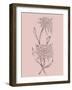 Pink Flower Sketch Illustration II-Jasmine Woods-Framed Art Print