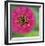 Pink Flower Surprise-Stacy Bass-Framed Giclee Print