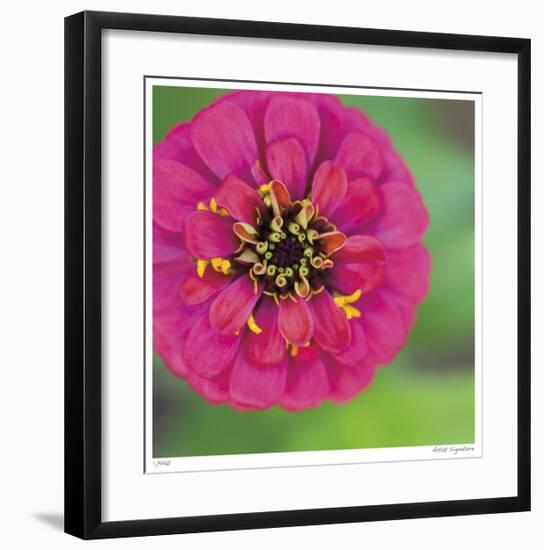 Pink Flower Surprise-Stacy Bass-Framed Giclee Print