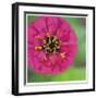 Pink Flower Surprise-Stacy Bass-Framed Giclee Print