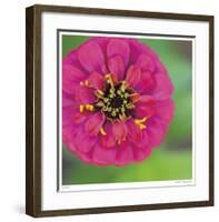 Pink Flower Surprise-Stacy Bass-Framed Giclee Print