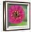 Pink Flower Surprise-Stacy Bass-Framed Giclee Print