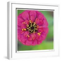 Pink Flower Surprise-Stacy Bass-Framed Giclee Print