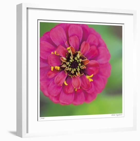 Pink Flower Surprise-Stacy Bass-Framed Giclee Print