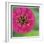 Pink Flower Surprise-Stacy Bass-Framed Giclee Print