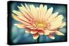 Pink Flower with Frame-Tom Quartermaine-Stretched Canvas