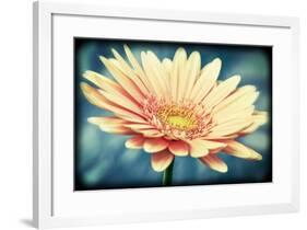 Pink Flower with Frame-Tom Quartermaine-Framed Giclee Print