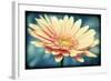 Pink Flower with Frame-Tom Quartermaine-Framed Giclee Print