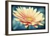 Pink Flower with Frame-Tom Quartermaine-Framed Giclee Print