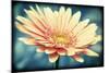 Pink Flower with Frame-Tom Quartermaine-Mounted Giclee Print