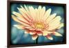 Pink Flower with Frame-Tom Quartermaine-Framed Giclee Print