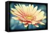 Pink Flower with Frame-Tom Quartermaine-Framed Stretched Canvas