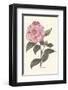 Pink Flower-null-Framed Premium Giclee Print