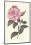 Pink Flower-null-Mounted Premium Giclee Print