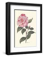 Pink Flower-null-Framed Art Print