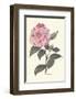 Pink Flower-null-Framed Art Print