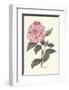 Pink Flower-null-Framed Art Print