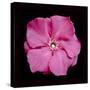 Pink Flower-Lee Peterson-Stretched Canvas