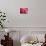 Pink Flower-PhotoINC-Stretched Canvas displayed on a wall