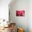 Pink Flower-PhotoINC-Stretched Canvas displayed on a wall