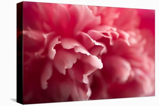 Pink Flower-PhotoINC-Stretched Canvas