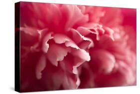 Pink Flower-PhotoINC-Stretched Canvas