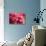 Pink Flower-PhotoINC-Stretched Canvas displayed on a wall