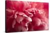 Pink Flower-PhotoINC-Stretched Canvas