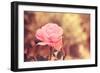 Pink Flower-Carolina Hernandez-Framed Photographic Print