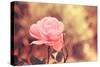 Pink Flower-Carolina Hernandez-Stretched Canvas