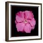 Pink Flower-Lee Peterson-Framed Photographic Print