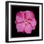 Pink Flower-Lee Peterson-Framed Photographic Print