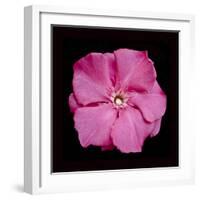 Pink Flower-Lee Peterson-Framed Photographic Print