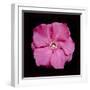 Pink Flower-Lee Peterson-Framed Photographic Print
